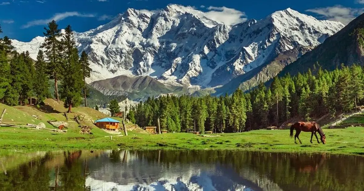 Rama Meadow in the Astore valley, Gilgit-Baltistan: the snowfields of Nanga Parbat above pine forest and grass, with a horse grazing beside a still pool reflecting the mountain
