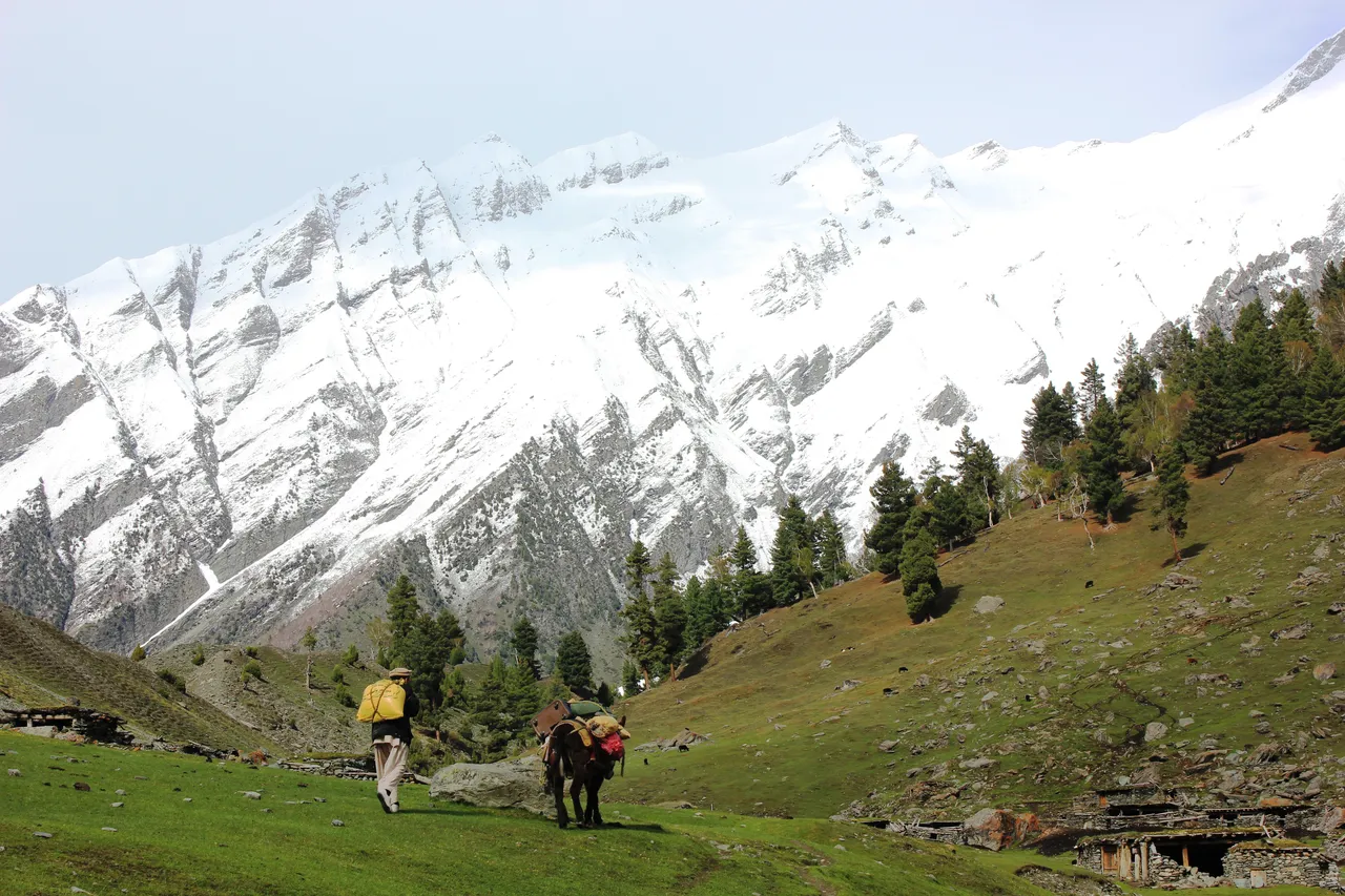Trekkers with a pack horse crossing the alpine meadow and pine forest below the snow peaks of upper Bagrote Valley, Gilgit-Baltistan