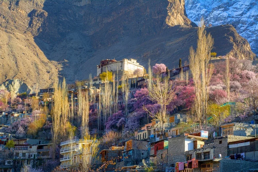 Baltit Fort above Karimabad village with pink spring blossom and poplars below a mountain, Hunza Valley