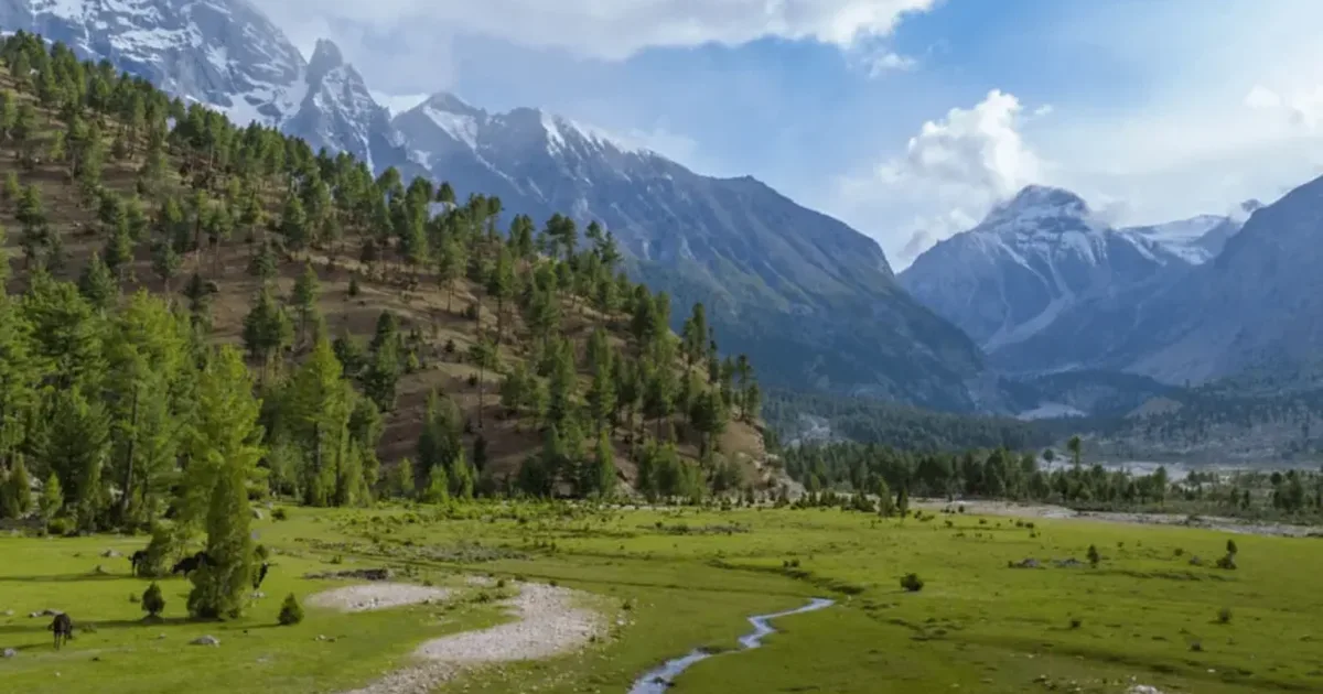 吉尔吉特-巴尔蒂斯坦斯卡杜的巴绍谷草地,山坡覆盖松林,辫状溪流穿过草场,背后是喀喇昆仑的雪峰