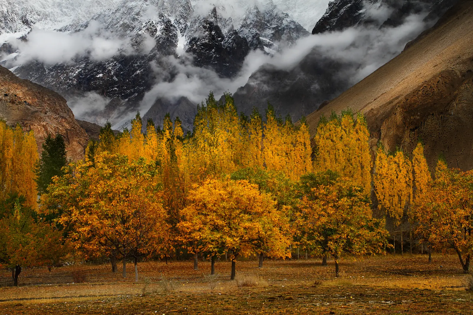 Pokok poplar keemasan musim luruh di Lembah Hunza di bawah puncak Karakoram, masa terbaik untuk memandu Karakoram Highway, Gilgit-Baltistan, Pakistan