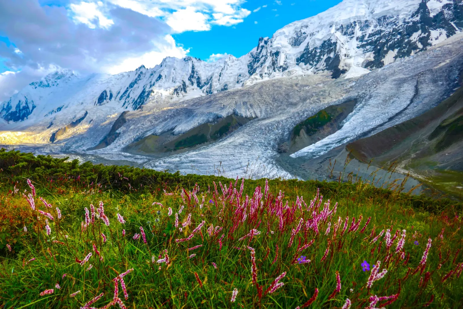 Prairie alpine verdoyante couverte de fleurs sauvages estivales sous le glacier et la paroi neigeuse du Rakaposhi, dans la vallée de Hunza-Nagar, en pleine saison de trekking du nord du Pakistan, Gilgit-Baltistan