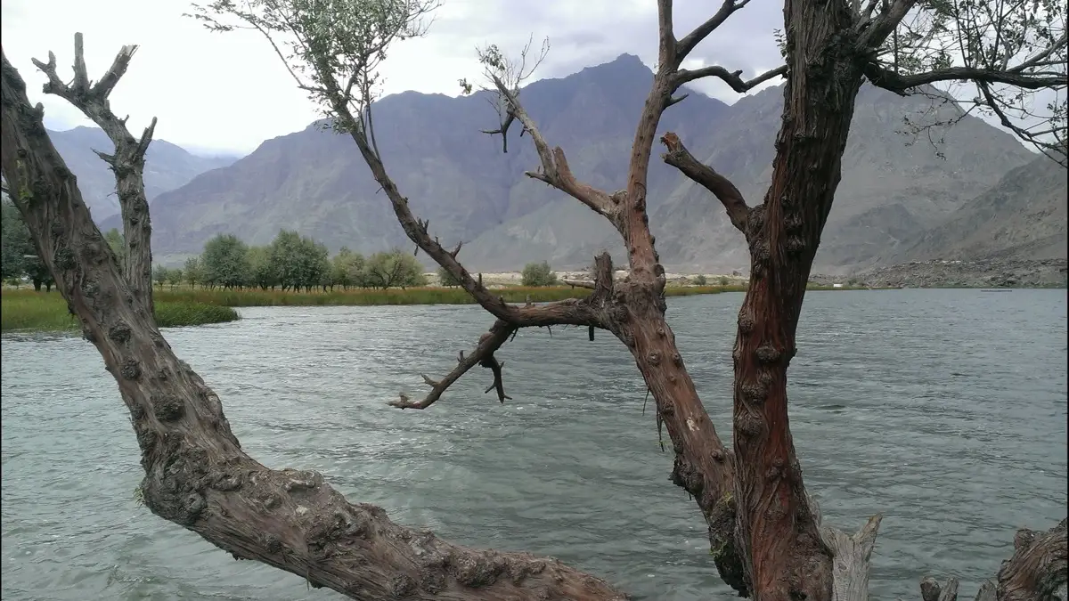 Willow trees standing in the shallow edge of Blind Lake Shigar in summer, with green pasture and bare brown ridges behind, Skardu, Pakistan