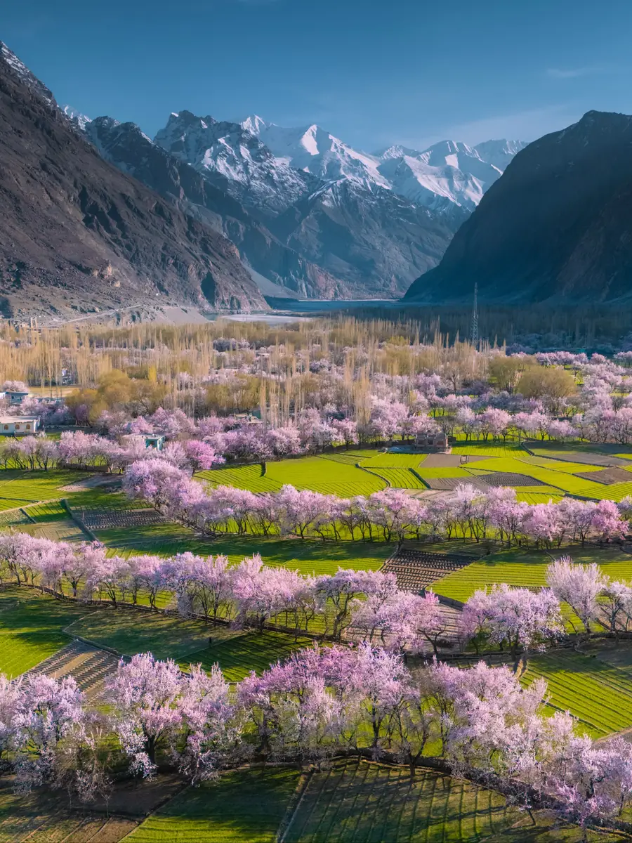 Spring blossom orchards and green fields below snow-capped peaks in a Skardu valley, Baltistan