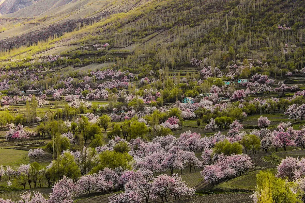 Chunda Valley near Skardu in spring, with pink apricot blossom across terraced fields and green willows