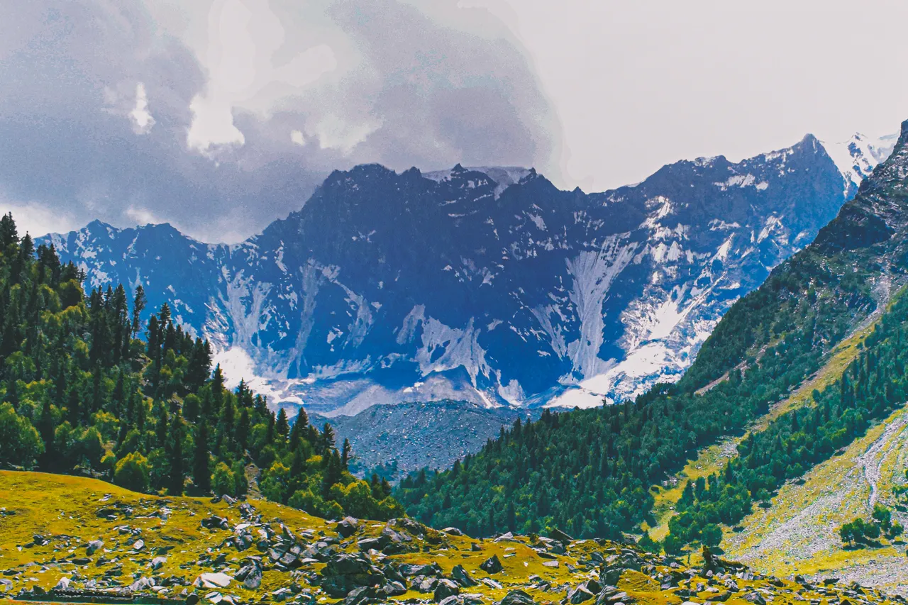 Summer wildflowers on Gargo Meadows in Bagrote Valley with the snow-covered Karakoram peaks of the Rakaposhi and Diran massif behind, Gilgit