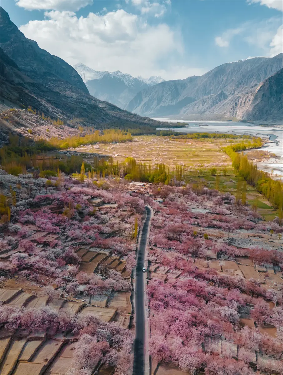 A mountain road winding through pink blossom orchards toward snow-capped peaks in Baltistan near Skardu