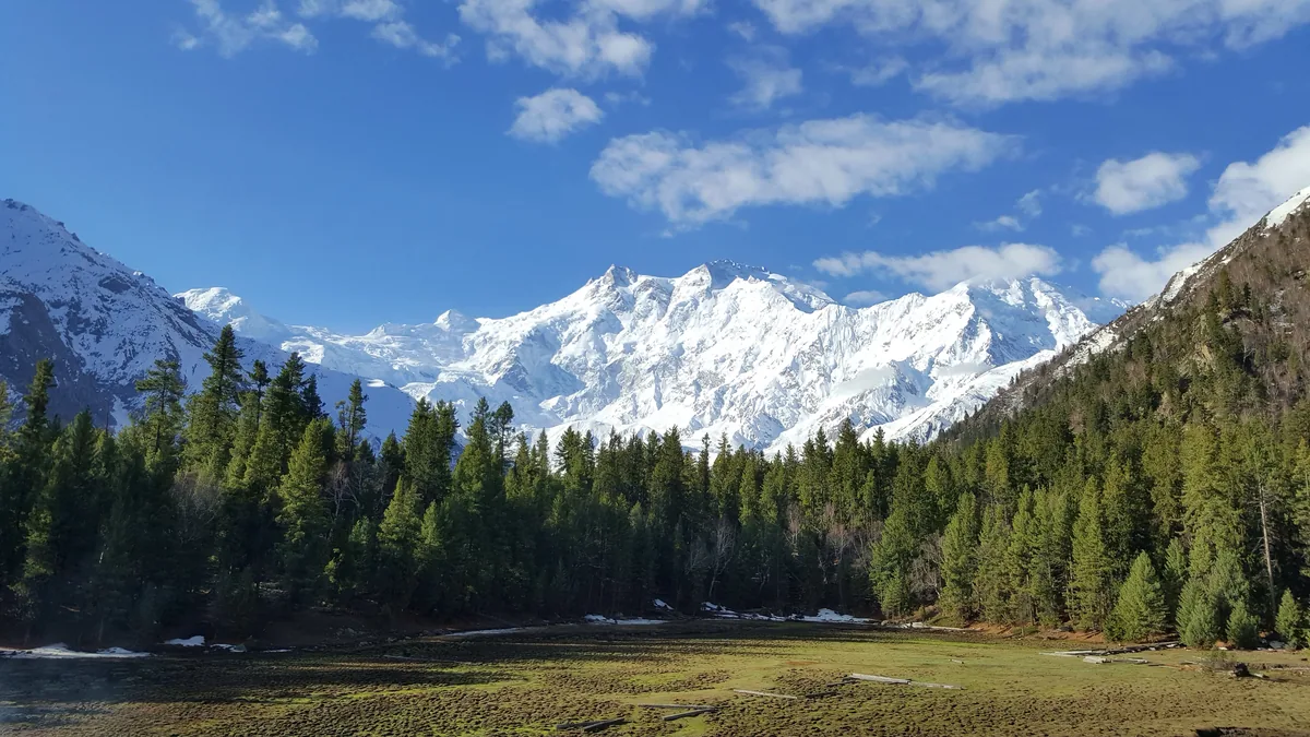 Nanga Parbat, the western anchor of the Himalaya, seen above the pine forest at Fairy Meadows, Pakistan