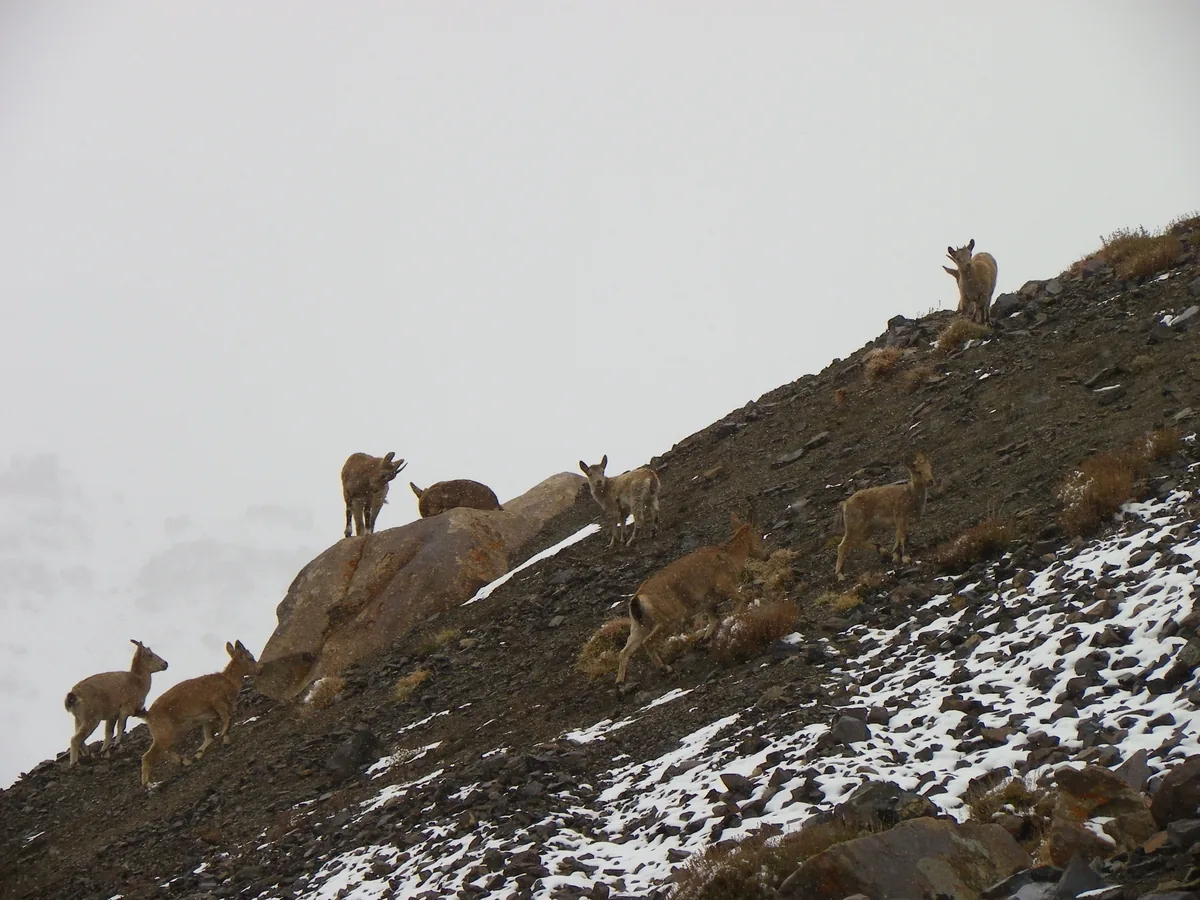 Wilde Herde Himalaya-Steinböcke an einem verschneiten Hang am Khunjerab-Pass, Gilgit-Baltistan