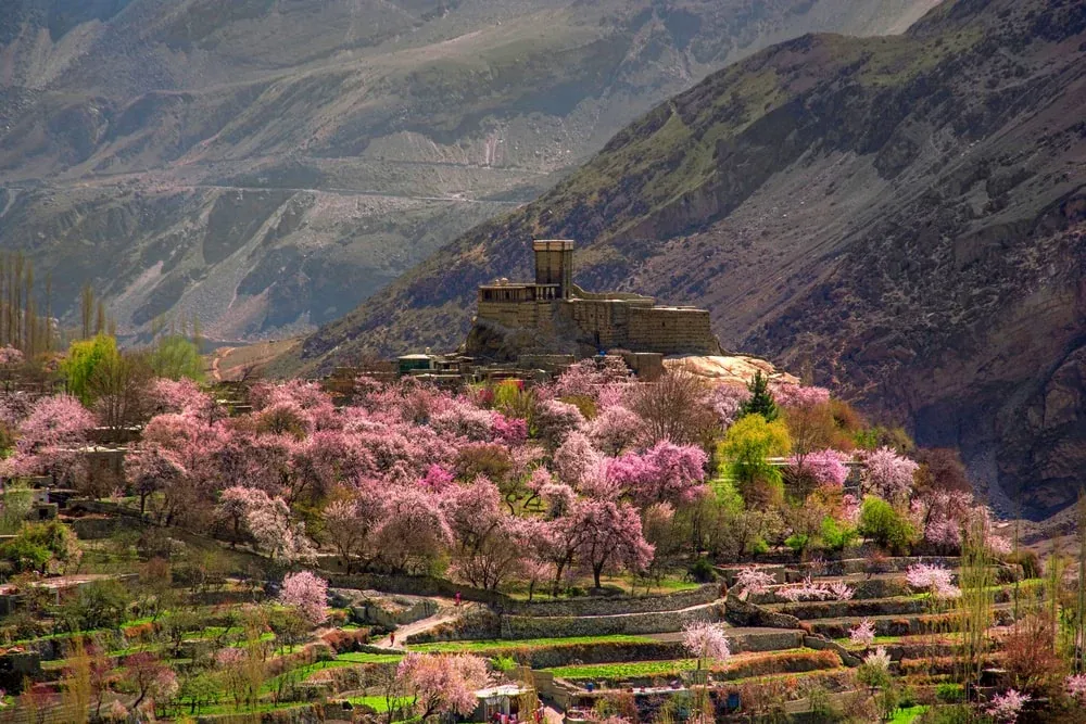 A historic hilltop fort above terraced apricot blossom orchards in spring, Hunza Valley, Gilgit-Baltistan