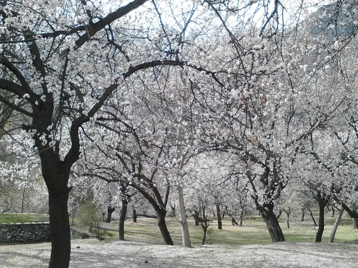 An orchard in Hunza in full white blossom in late March, bare branches covered in flowers above the stone walls