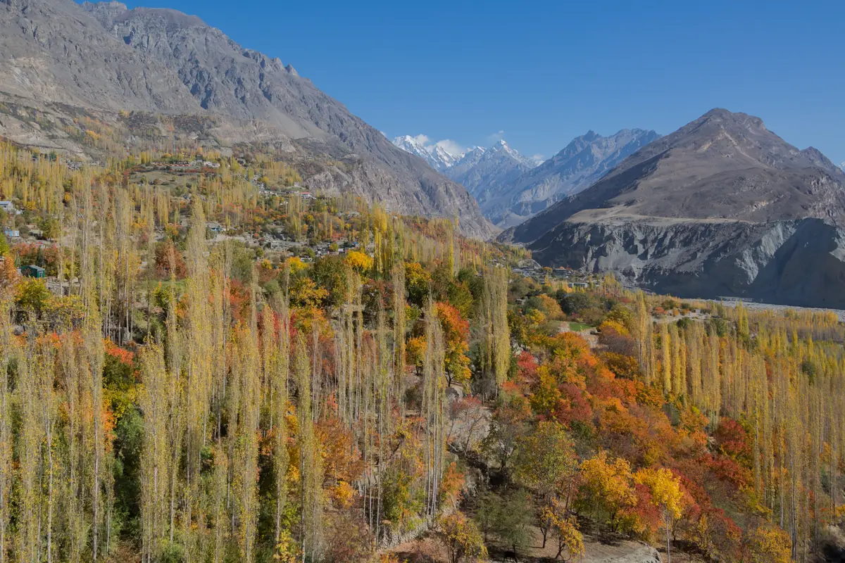 Golden poplars and orange orchards filling the Hunza Valley in late October, with bare mountains and snow peaks behind