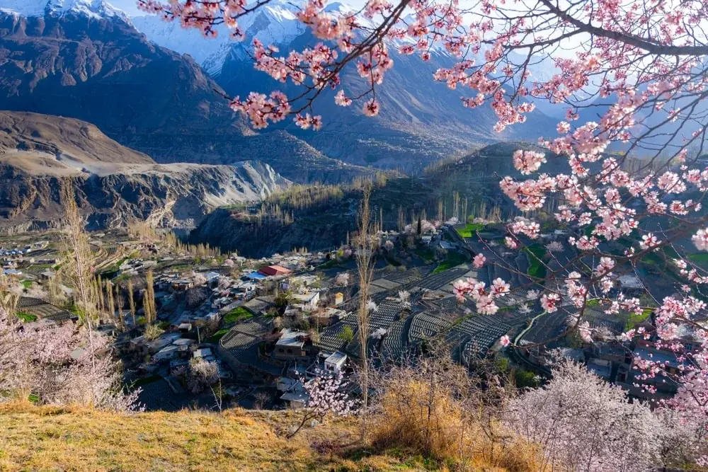 Pink cherry blossom branches framing a Hunza village with terraced fields and snow-capped peaks in spring