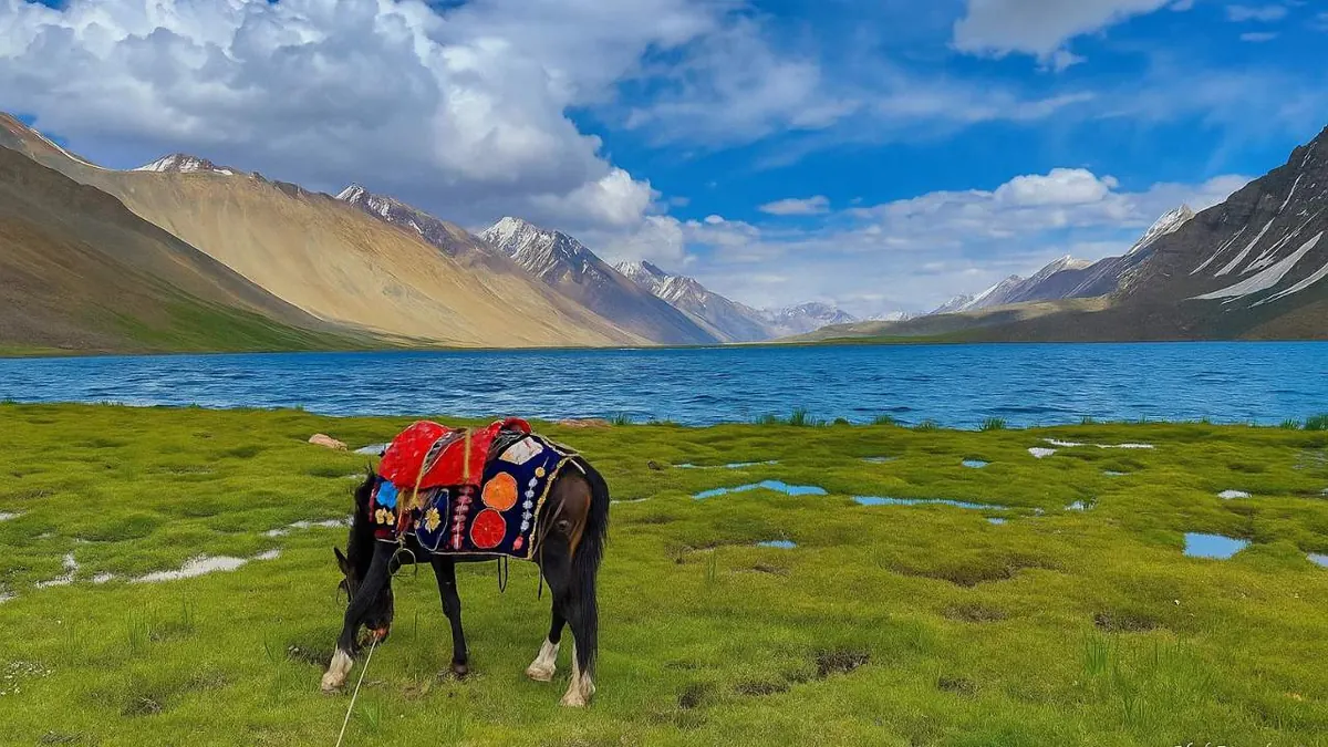 A Wakhi horse in a decorated saddle blanket grazing on the marshy summer pasture beside Karambar Lake, Broghil valley, Pakistan