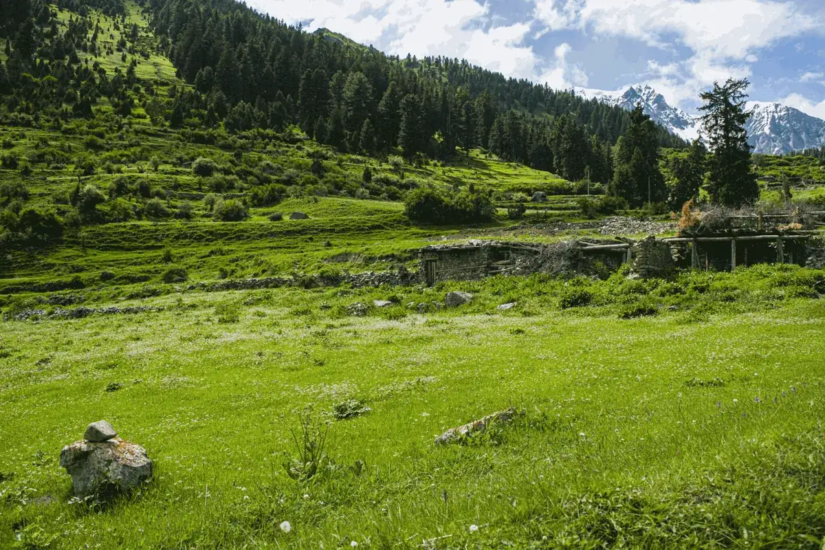 Stone summer huts with timber roofs in a green meadow below pine forest in Khaltaro Valley, with snow peaks behind, Haramosh, Gilgit-Baltistan, Pakistan