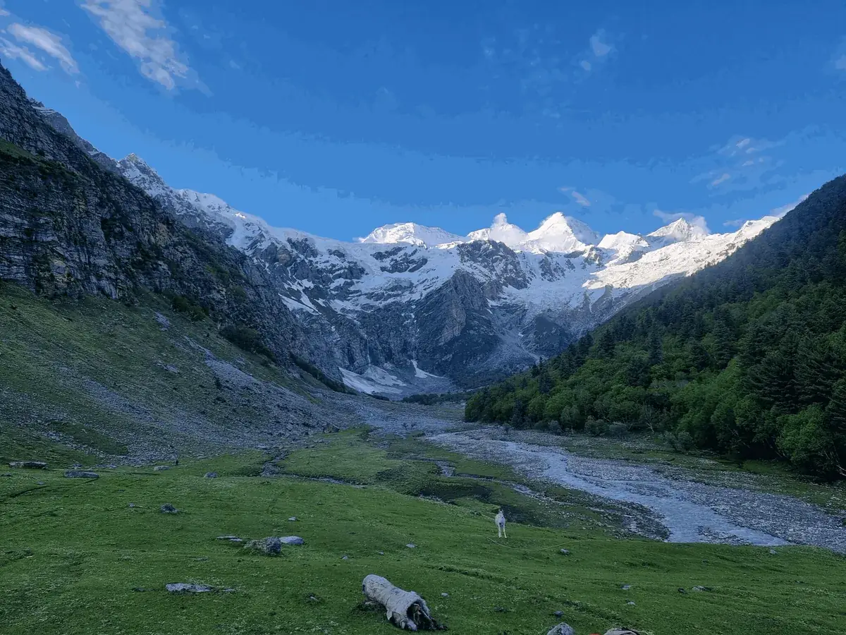 Green meadow and braided glacial stream in the upper Khaltaro Valley, with pine forest on one side and a wall of snow peaks and icefalls at the valley head, Gilgit-Baltistan, Pakistan
