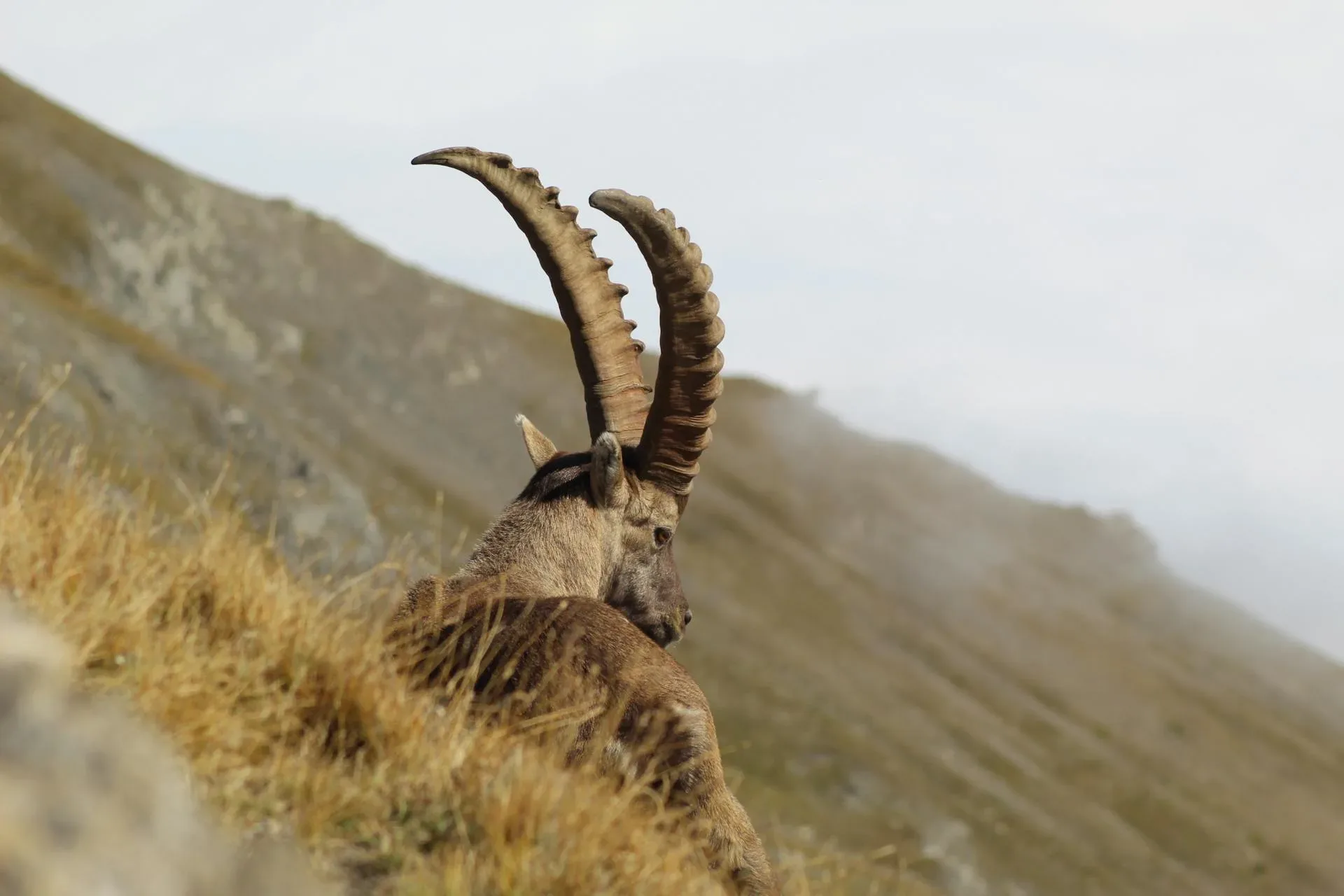 Uno stambecco himalayano con lunghe corna ricurve su un pendio erboso nel Parco Nazionale del Khunjerab, alta Hunza