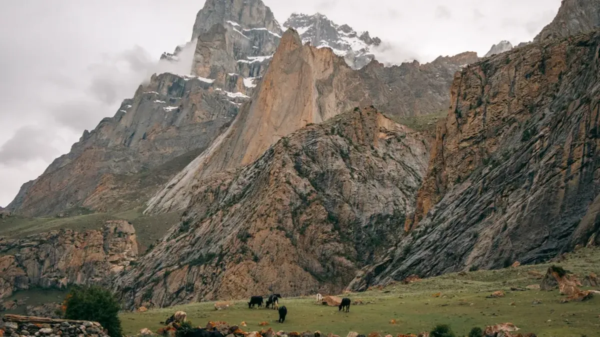 Cattle grazing on the summer meadow in Nangma Valley below a granite tower, Hushe, Baltistan