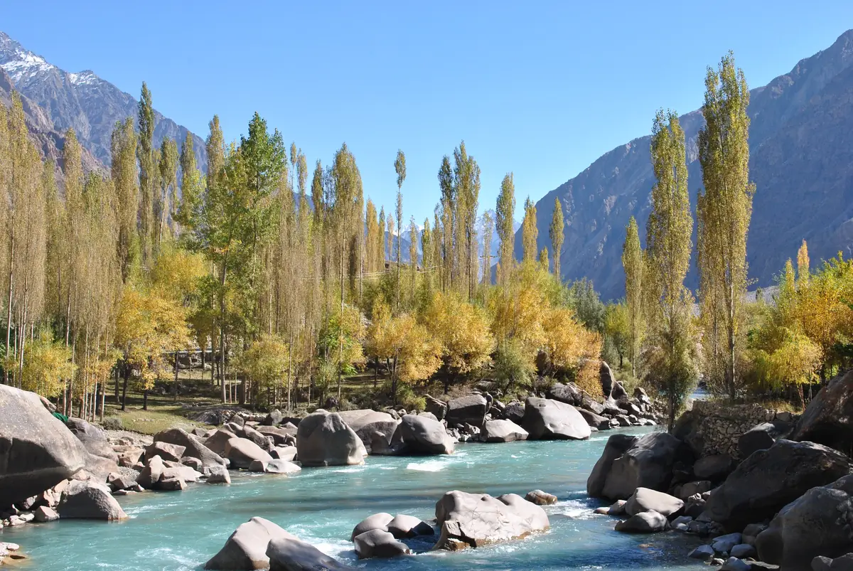 Golden autumn poplars along the turquoise Yasin River by Noh Bridge, with snow-dusted mountains behind, Yasin Valley, Gilgit-Baltistan, Pakistan