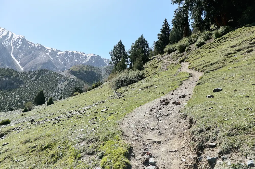 The Rakaposhi Base Camp trail climbing through green meadow and pine forest above Minapin village in the Nagar Valley