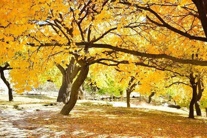 A large golden-leaved tree at the peak of autumn in the Royal Garden at Altit, Hunza, Gilgit-Baltistan