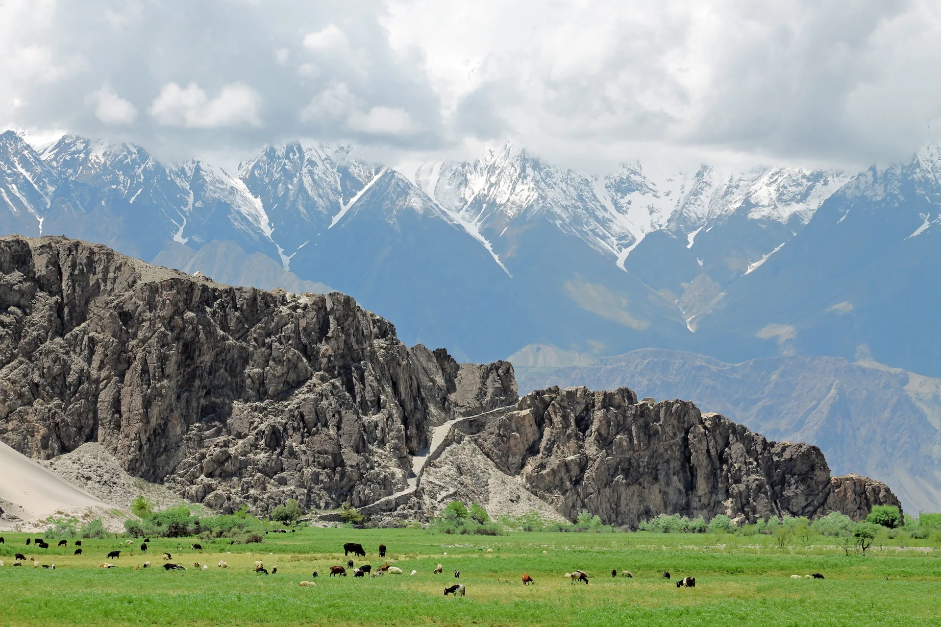 Bestiame al pascolo su un prato verde sotto bastioni rocciosi e cime innevate del Karakorum, valle di Shigar, Gilgit-Baltistan, Pakistan