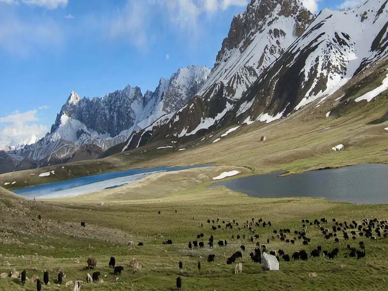 Wakhi yak herds on the Shimshal Pamir pastures between the two lakes at 4,730 m, Gilgit-Baltistan