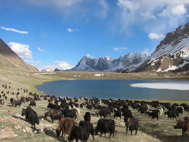 A herd of yaks grazing beside one of the lakes below Shimshal Pass at about 4,730 m, Gilgit-Baltistan