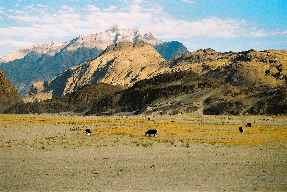 Yaks grazing on the open valley floor below the Karakoram on the walk in to Shimshal Pass