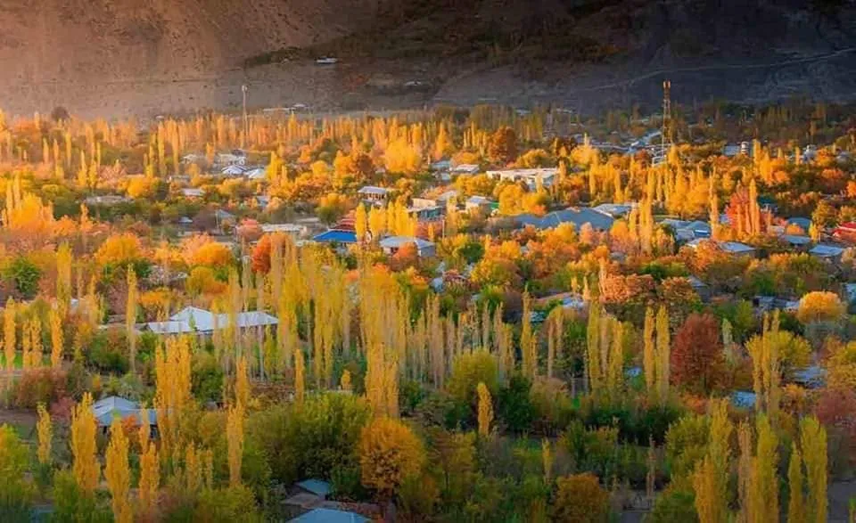 Rows of golden poplar trees among village houses in a Baltistan valley near Skardu at sunrise in autumn