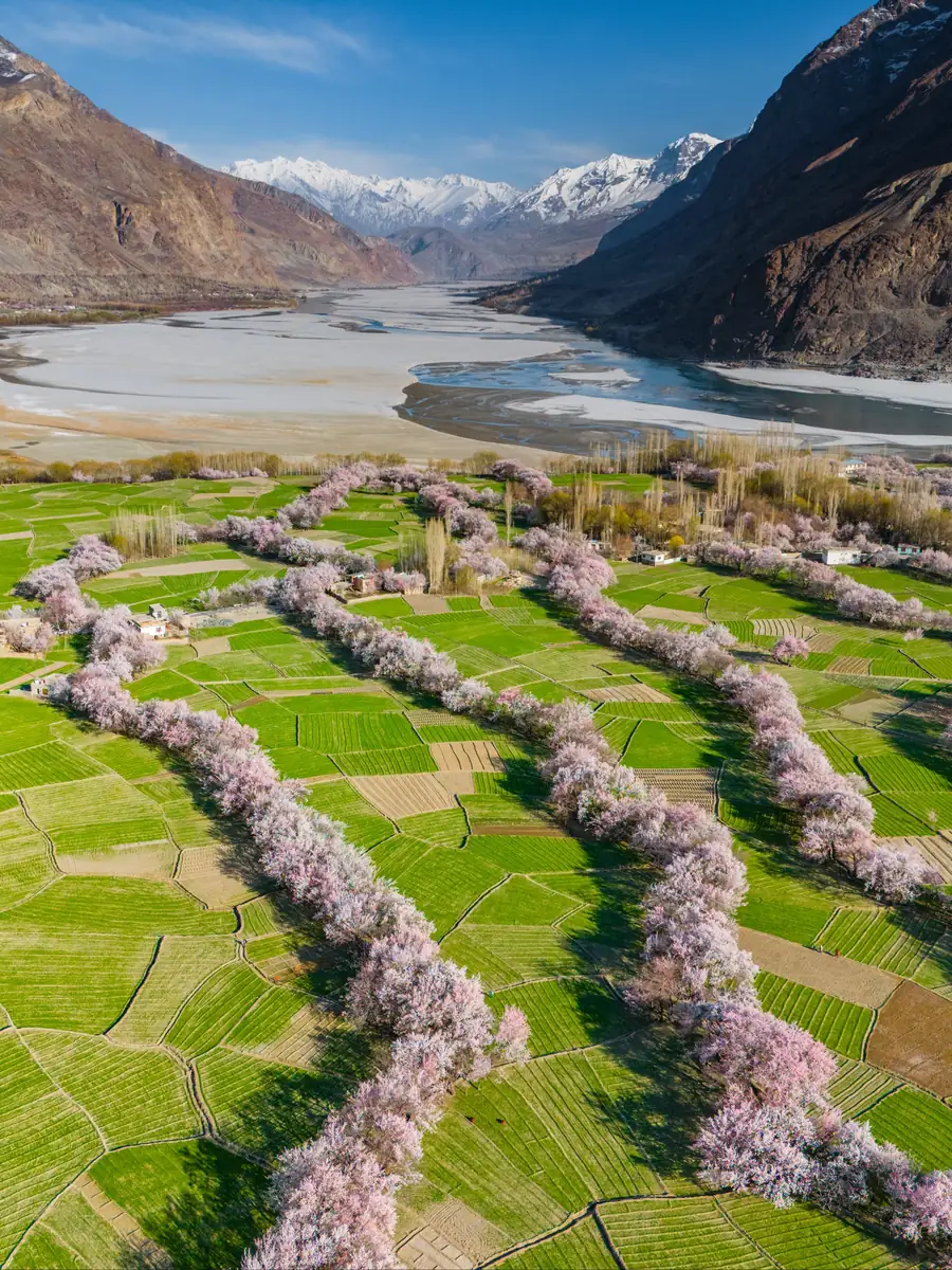Rows of pink blossom trees lining green fields beside the braided Indus River and snow peaks in Skardu