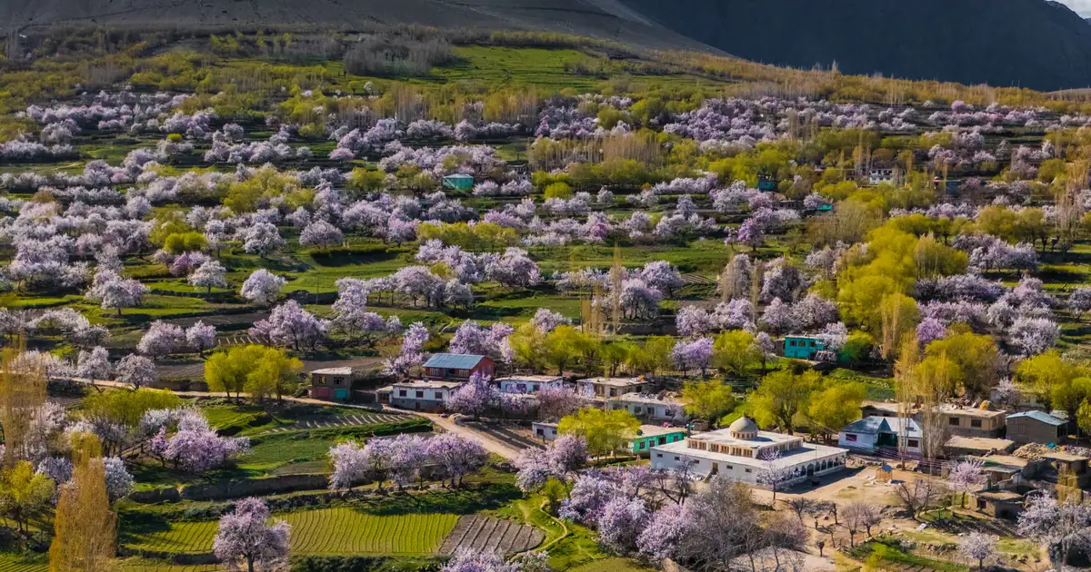 Pink cherry and apricot blossom orchards beside the Indus River and snow peaks in Skardu, Baltistan, during spring