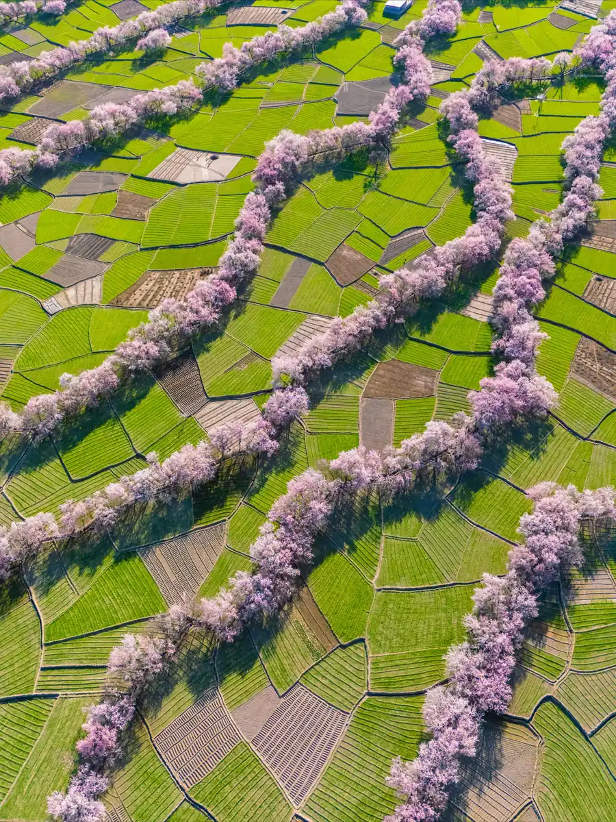 Pink and white blossom orchards beside the Katpana cold desert dunes with a snow-capped peak behind, Skardu