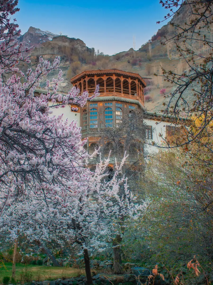 Historic wooden Khaplu Khanqah framed by pink apricot blossom in spring, Skardu, Baltistan