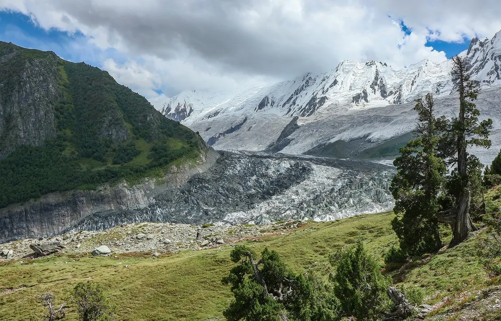 Tagaphari meadow at Rakaposhi Base Camp, with juniper trees in the foreground and the crevassed Minapin Glacier running up to the Rakaposhi and Diran ridge