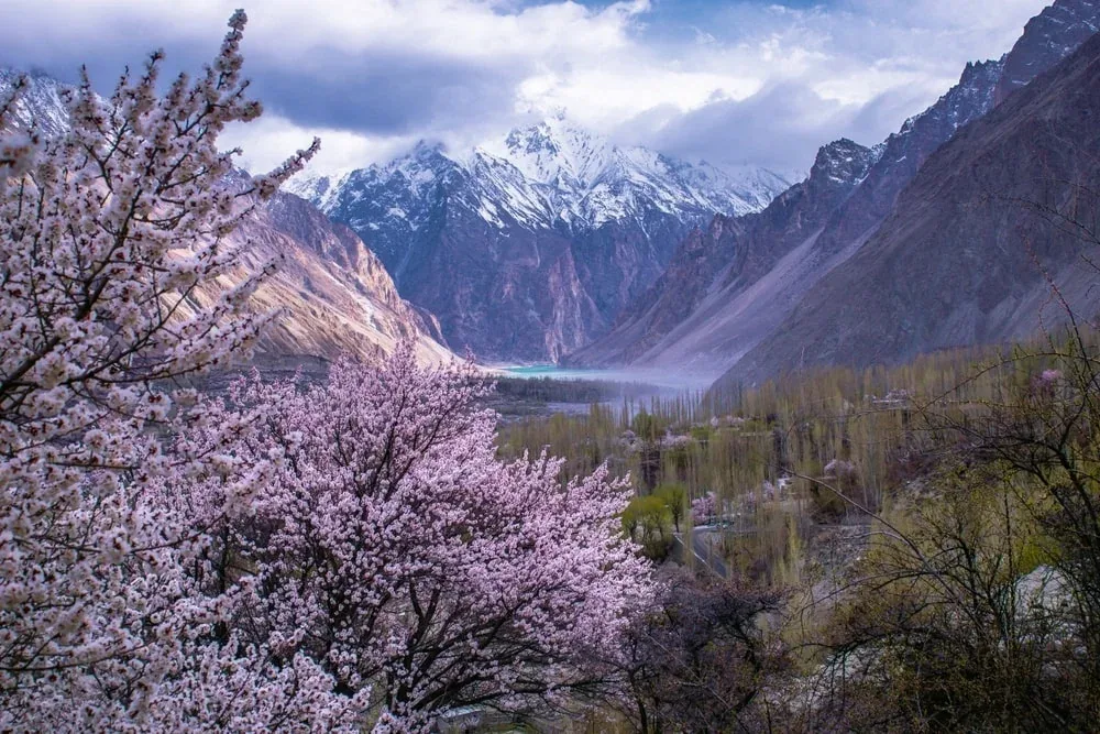 Pink apricot blossom framing turquoise Attabad Lake and snow peaks in upper Hunza near Passu in spring
