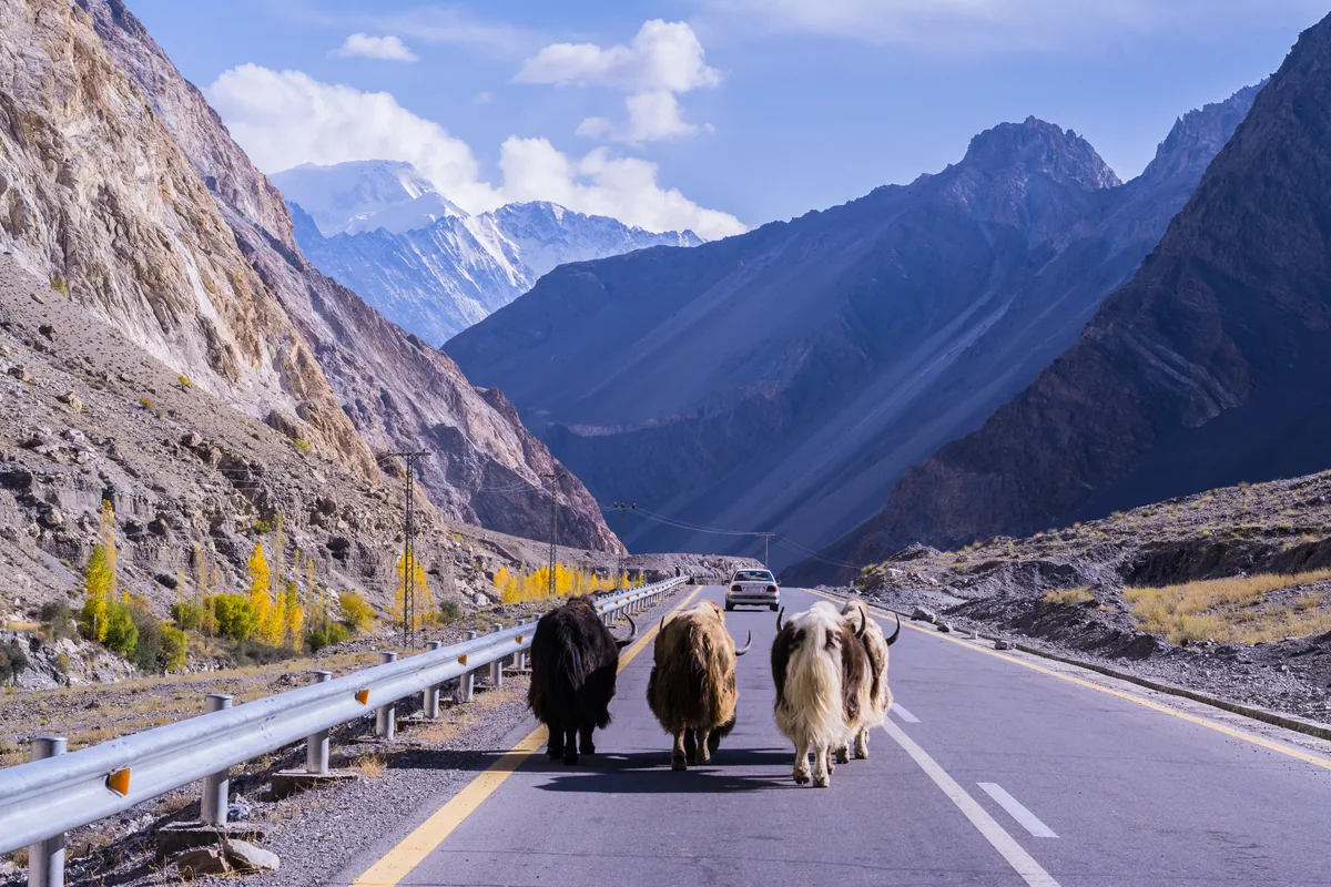 Vier Yaks auf dem Karakorum Highway in Richtung Hunza zwischen herbstlichen Pappeln und hohen Gipfeln