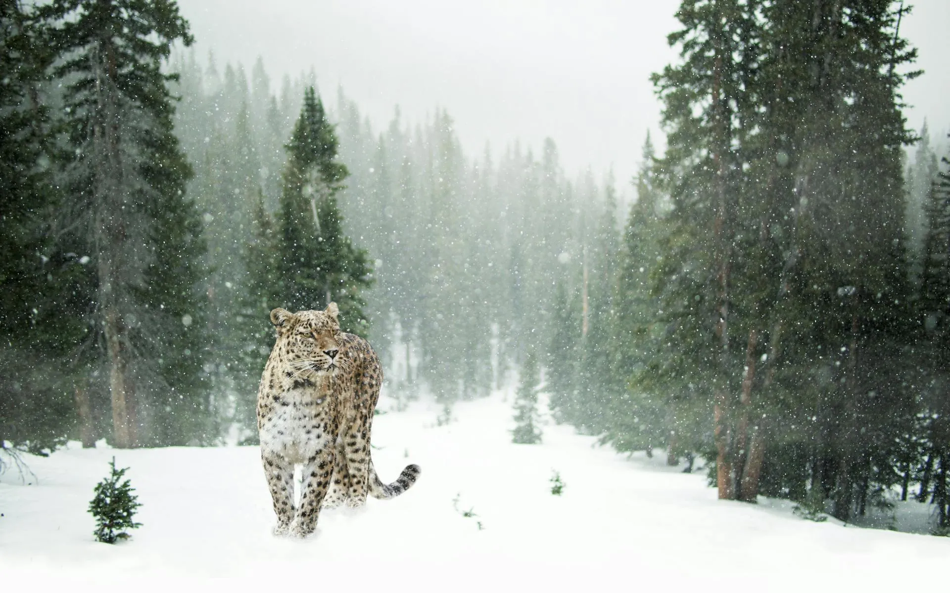 Snow Leopard Sighting in Pakistan
