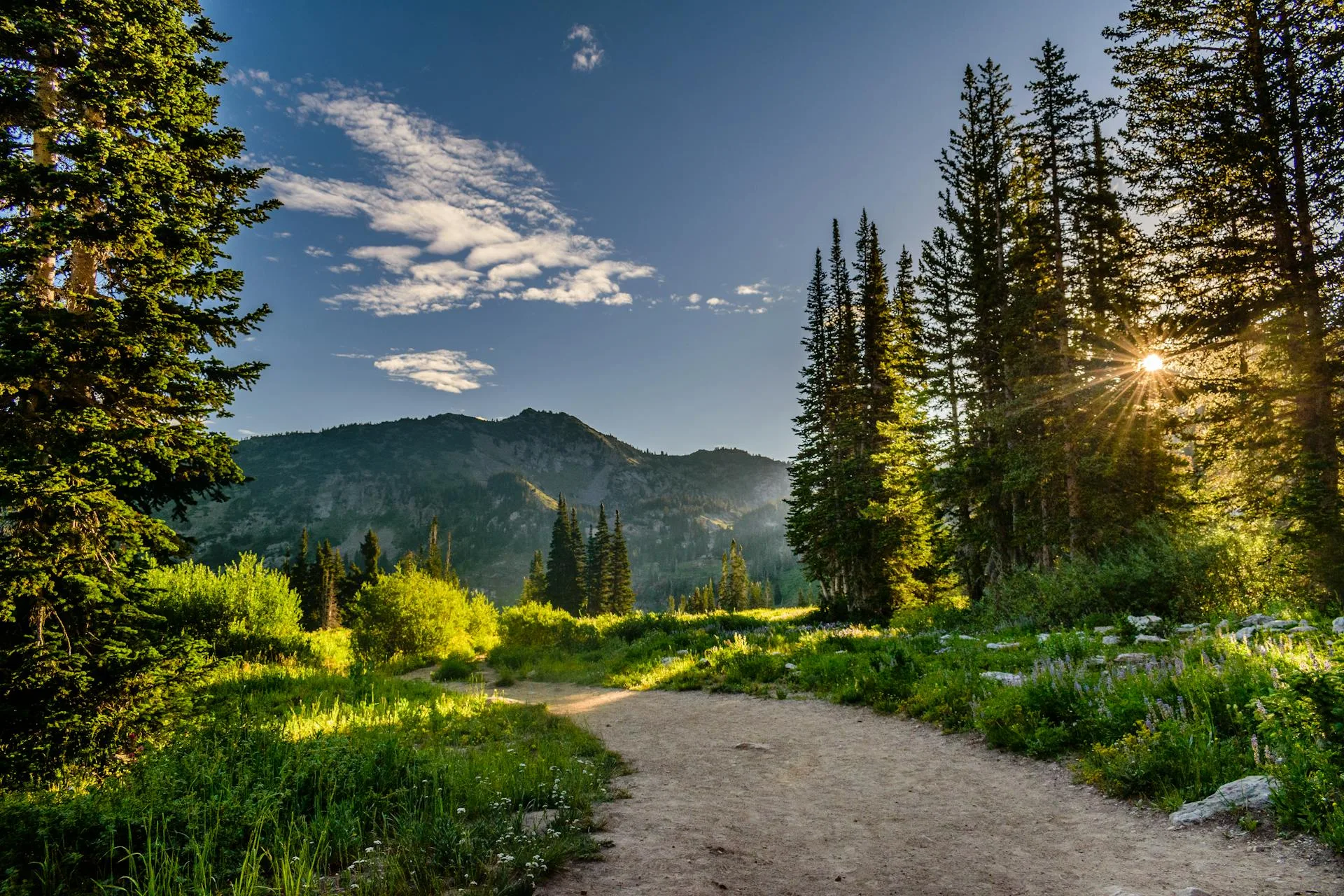 Pine trees mountains