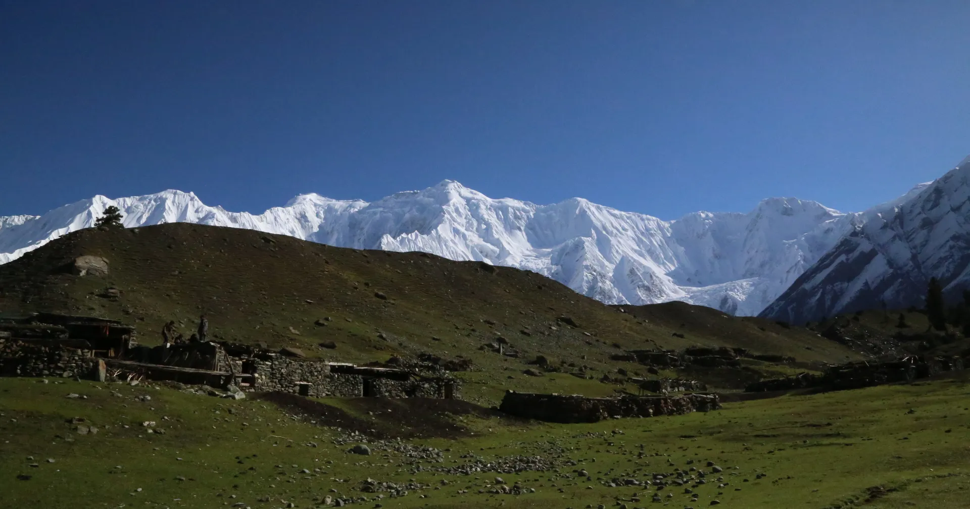 Gargo Meadows in Bagrote Valley below the snow of Diran (7,266 m), Gilgit-Baltistan, Pakistan