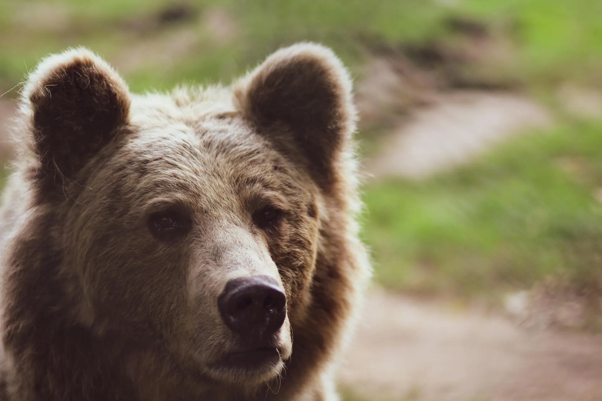 Brown bear portrait in natural habitat
