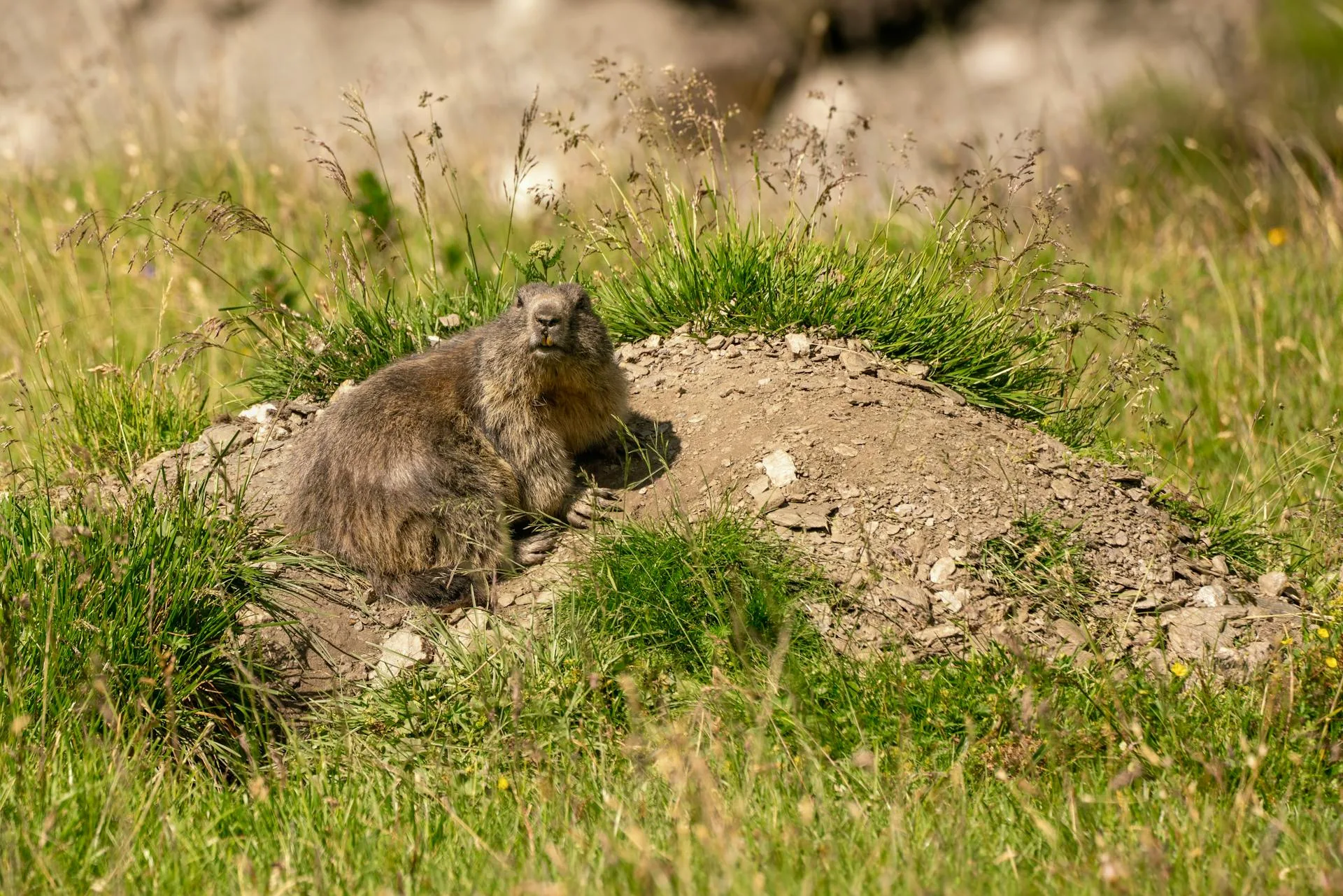 A Himalayan golden marmot on the rocky Deosai terrain
