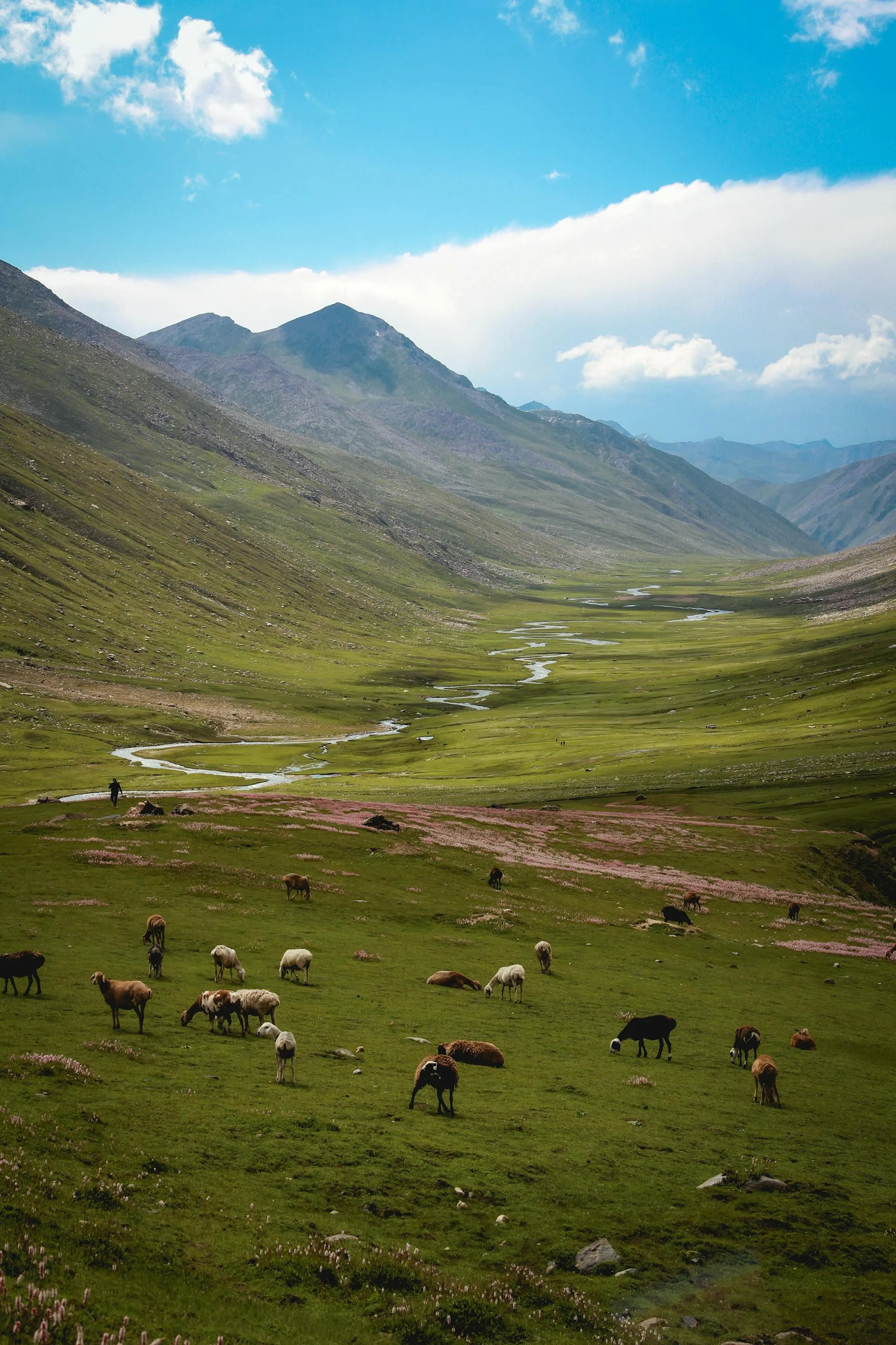 Braided streams and wildflowers across a Deosai valley