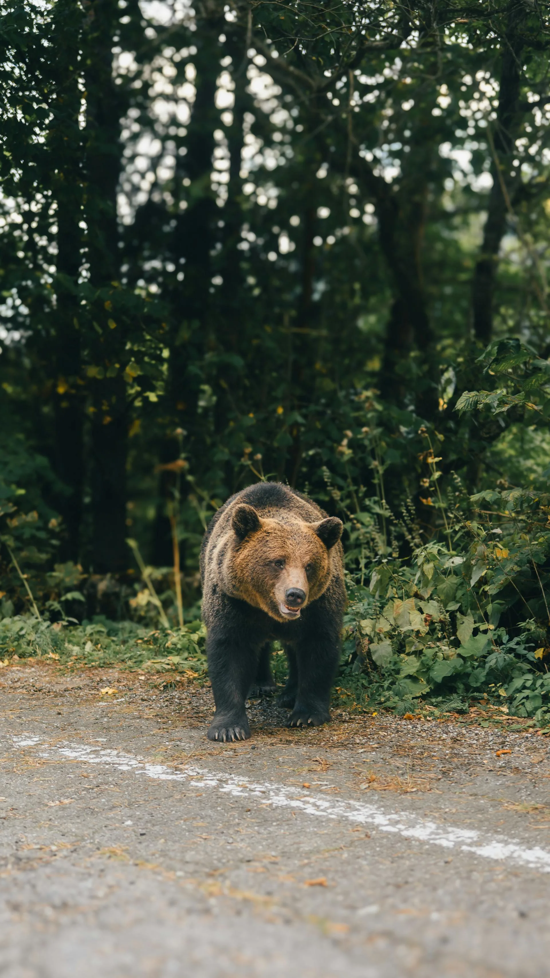 Wild brown bear