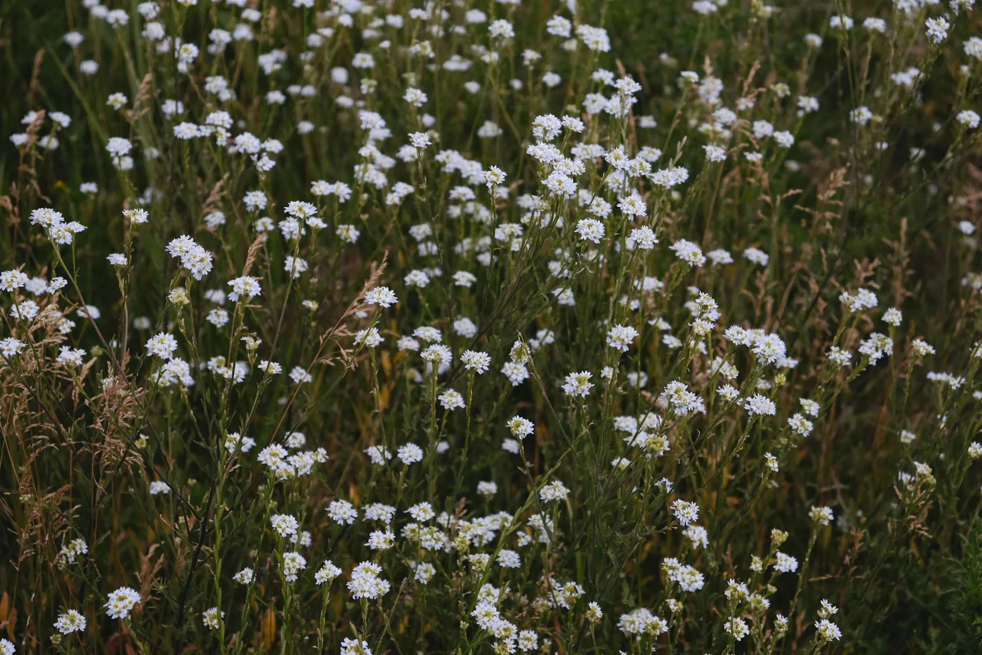 Summer wildflowers blooming across the Deosai meadows