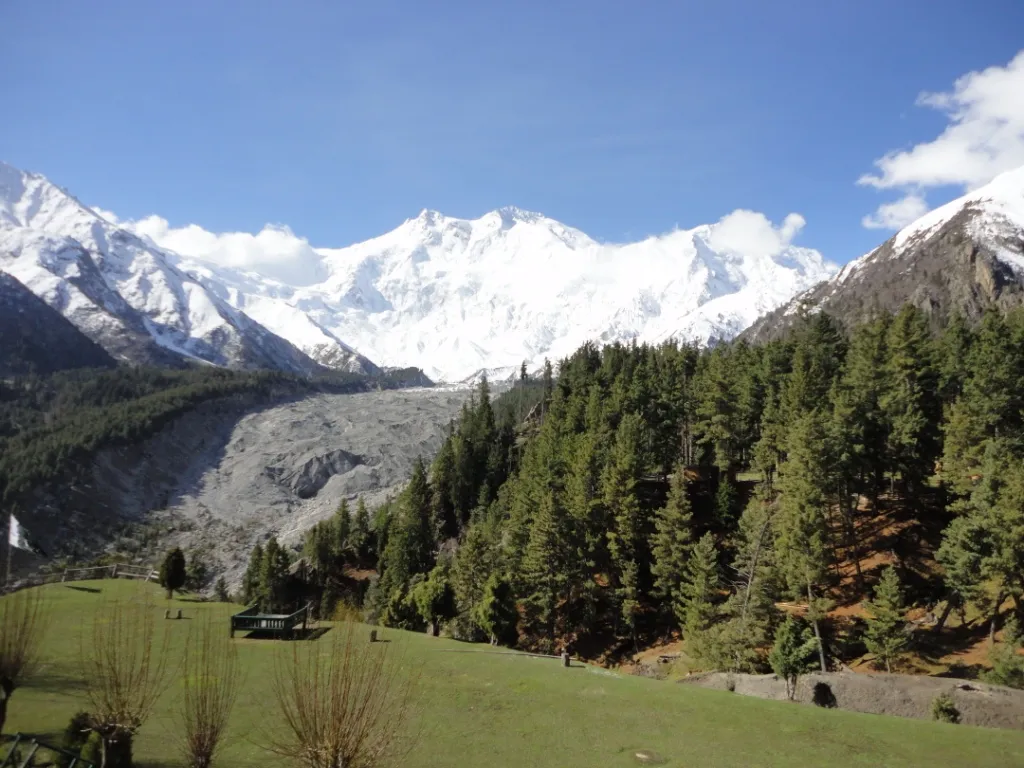 Green meadow and pine forest below Nanga Parbat and the Rakhiot glacier