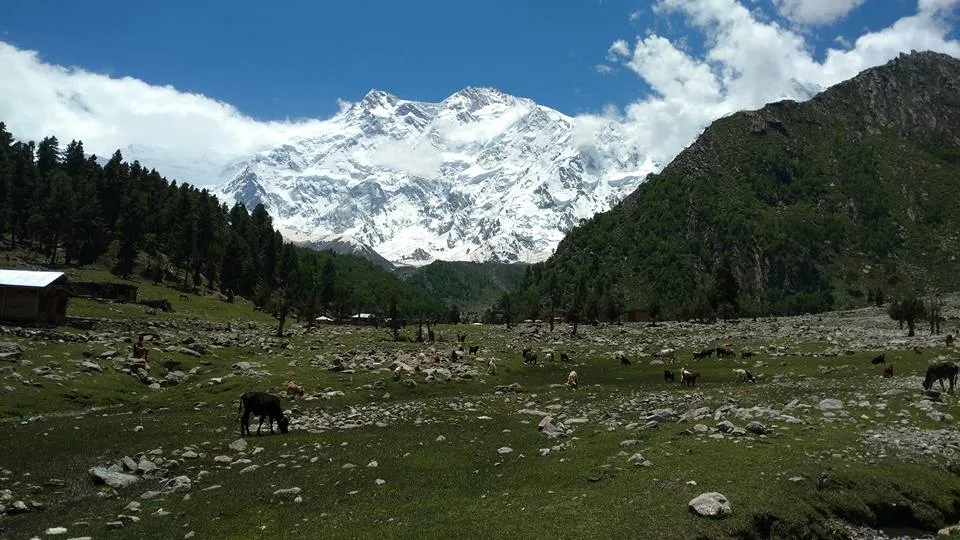 Grazing animals on the meadow at Beyal camp below Nanga Parbat