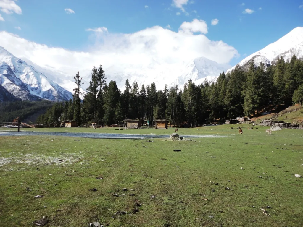 Open grassy field at Fairy Meadows framed by snow-capped peaks