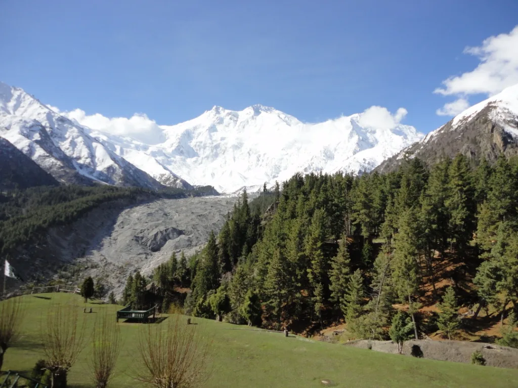 Green meadow and pine forest below Nanga Parbat and the Rakhiot glacier