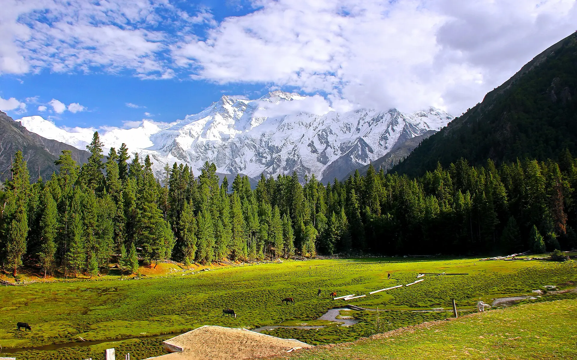 The green Fairy Meadows meadow and pine forest below Nanga Parbat